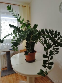 Zamioculcas - 3