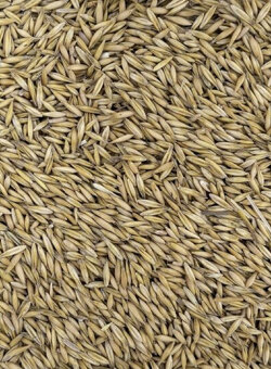 pšenice, ječmen,oves - 3