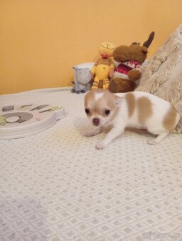 Čivava krátkosrstá - 3