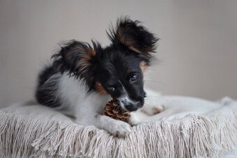 Fenka papillon - 3