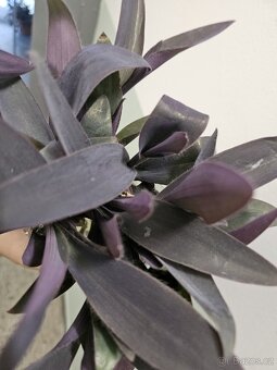 Tradescantia pallida- Voděnka fialová - 3