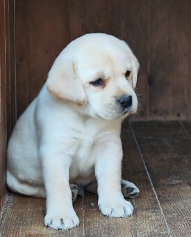 Nabídka štěňat labradorského retrievera - 3
