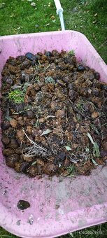 Koňský hnůj - bobky - 3
