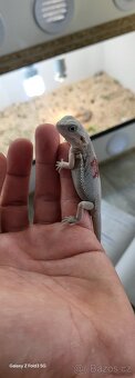 Agama vousata - 3