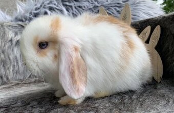 ❤️❤️Nádherní Minilop králíčci beránek k odběru - 3