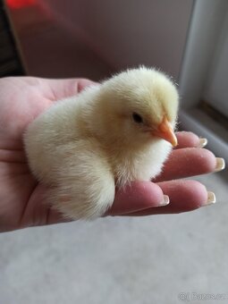Násadová vajíčka leghornka americká - 3