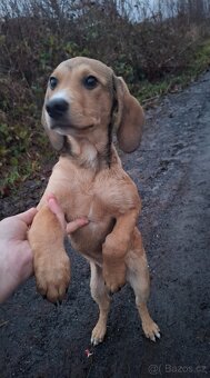 Stěně Labrador X Lovecký Pes - 3