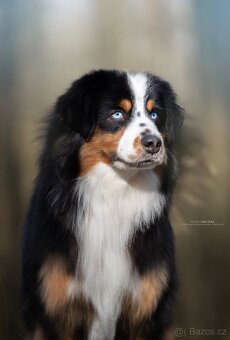 Krytí-Miniaturní americký ovčák,mas - 3