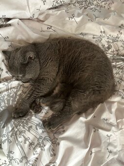 Krytí – britský kocour - 3