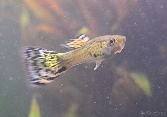 Pavi očko Yellow Cobra - 3