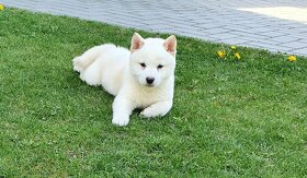 Shiba inu - 3