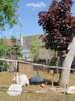 Nandu pampový bílá forma - Rhea americana - 3