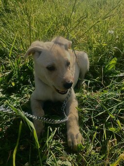 Labradorský Retrívr - Štěňátko - 3