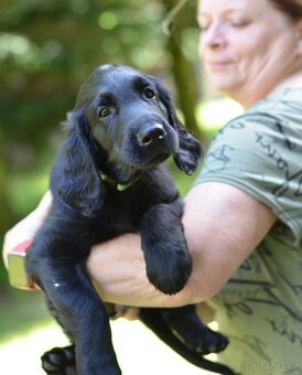 Flat coated retriever - kluci s PP - 3
