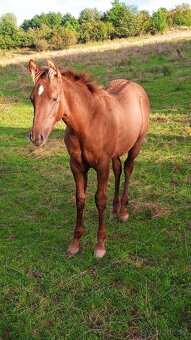 QH hřebeček red dun - 3