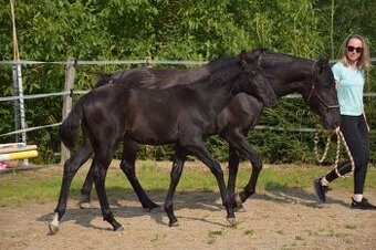Lusitano černý hřebeček 2025 - 3