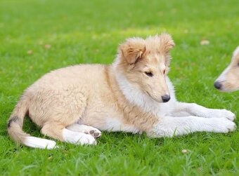 Kolie dlouhosrstá s PP - 3