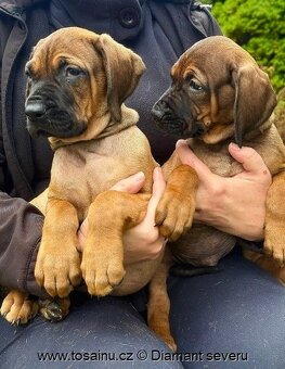 Tosa inu - krásná štěňátka s PP - 3