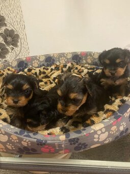 Yorkšírský teriér-Yorkshire Terier - 3