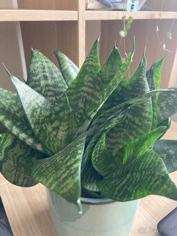 Pokojová rostlina tchýnin jazyk - 3