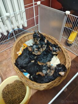 Jorkšírský teriér - 3