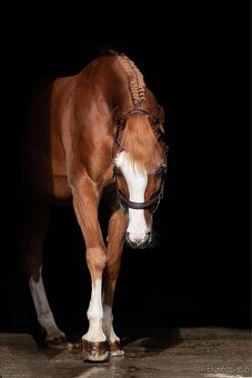 Prodám krásnou klisnu. - 3