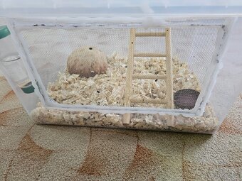 Plšík africký s bydlením... - 3