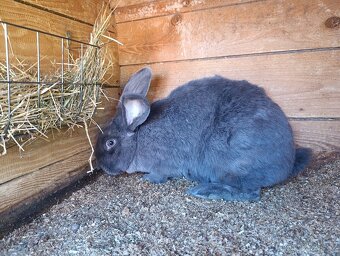 Prodám 2 samice - 3