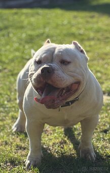 American bully -krytí - 3