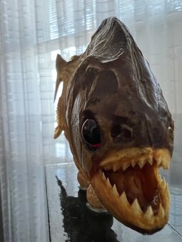 Piranha, exoticka ryba z Brazilie - 3