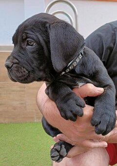 Štěňata Bandog - 3