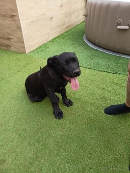 Štěně Bandog - 3