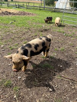Kune kune - 3