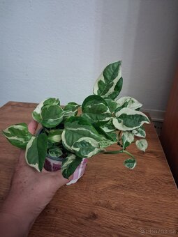 Pokojové rostliny 3 - 3