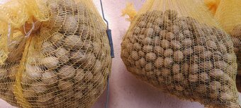 Ořechy.Vanoce.Nevyloupane Praha - 3