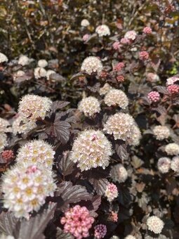 Tavola kalinolistá DIABOLO - 3