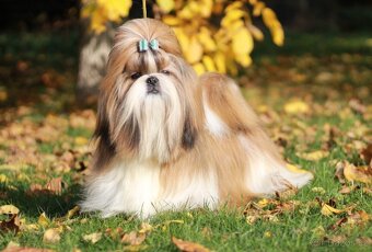 Fenka Shih Tzu s PP(shihtzu, shi-tzu) - 3