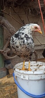 Kuřice, kohouti, kachny, perličky. - 3