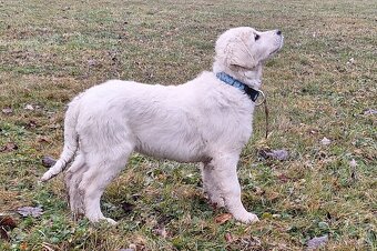 Slovenský čuvač - fenka - 3