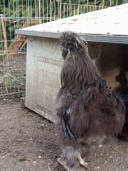 Hedvábničky - kohouti - 3