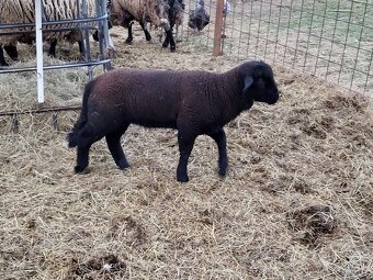 Beránek Suffolk - 3