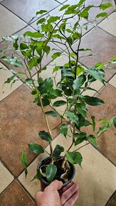 Ficus benjamin - 3