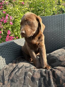 štěňata labrador a – připravena k odběru - 3