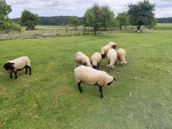 Prodám jehňata – suffolk a kříženci texel x suffolk - 3