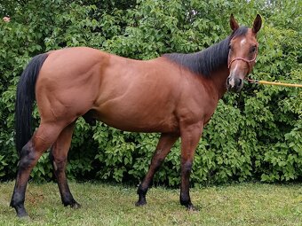 3 letý valach QH - 3