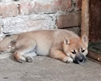 Shiba inu - 3
