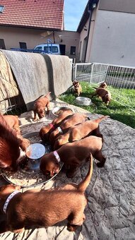 ŠTĚŇÁTKA irských setrů s PP - 3