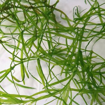 Akvarijni rostlinky - Najas Guadalupensis - 3