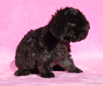 Zakrslý rex beránek , samička s VP . - 3