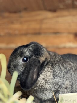 Zakrslý beránek s PP - 3